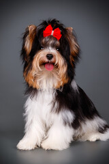 Biewer Yorkshire Terrier on colored backgrounds
