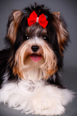 Biewer Yorkshire Terrier on colored backgrounds