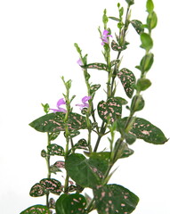 Hypoestes,  polka dot plant, on white background