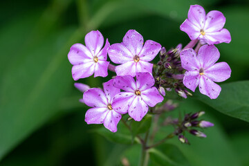 A cluster of wild dovesfoot geranium flowers. The petals are pink or mauve color with a white center and yellow pistils on a long stem. There are buds on the bottom. The background is vibrant green.
