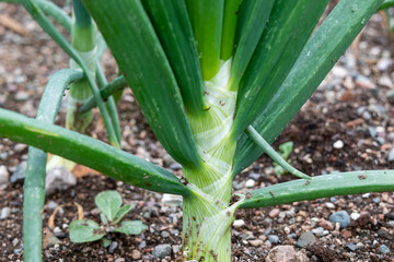 A thick stalk of a healthy green onion growing in organic topsoil in an above ground wooden vegetable box on a farm.  The tall sweet white onion has vibrant green stems with yellow based stalks. 