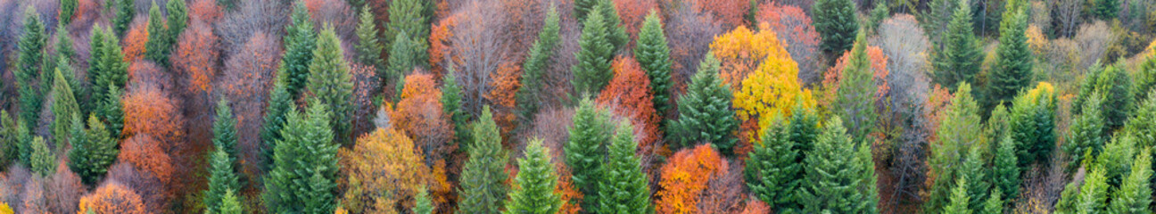 Autumn forest at dawn with low clouds.