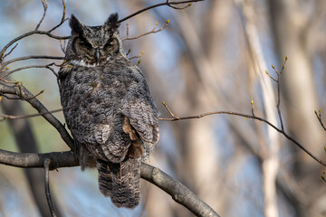 A wild great horned owl perched in a tree without leaves. The brown, black, and white color...