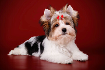 Biewer Yorkshire Terrier on colored backgrounds