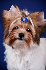 Biewer Yorkshire Terrier on colored backgrounds