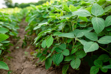 Glycine max, soybean, soya bean sprout growing soybeans on an industrial scale. Products for vegetarians. Agricultural soy plantation on sunny day. An untreated field with weeds.