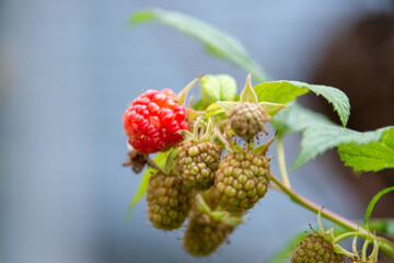 A closeup of a bunch of wild organic raspberries on a bright green bush.  Some of the fresh raspberries are a deep red color. The raw raspberry fruit is hanging on the stems with vibrant green leaves