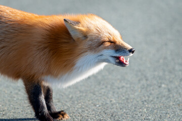 A close-up portrait of a wild young red fox's muzzle staring forward with a long snout. The animal has a pointy nose, long black whiskers, white and red fur chest. An open mouth shows its white teeth.