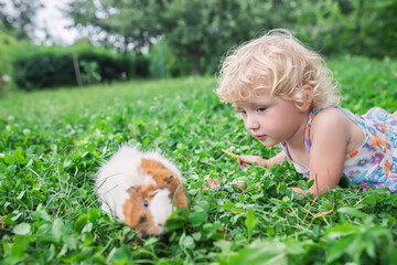 Girl plays with pet guinea pig in backyard of house on clover. Fresh grass in the diet of rodents.