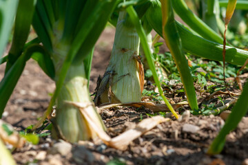 Raw white onions with long thick green stalks attached to the bulb. The bottom of the onions has long thin dried roots. The bulbs are pure white papery skin, sweet, and mild white flesh.