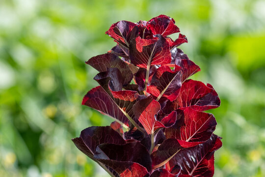 Tall Red Romaine Lettuce Leaves Grow Tall On Their Stalks. The Crop Has The Sun Shining On The Long Leaves. The Vegetable Is A Vibrant Purple With Green Farm Vegetables In The Background. 