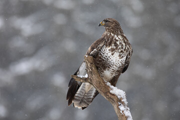 Bussard im Schneetreiben
