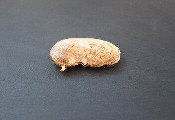 Growing mango seed, on dark stone background