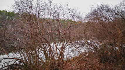 Abstract geometry of bare trees and bushes with white sky and lake reflections of pine tree forest on the background