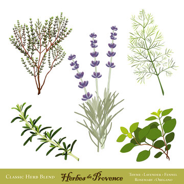 Herbes de Provence, Traditional French Herb Blend,  Sweet Lavender, Rosemary, Thyme, Sweet Fennel, Oregano. Isolated on white.