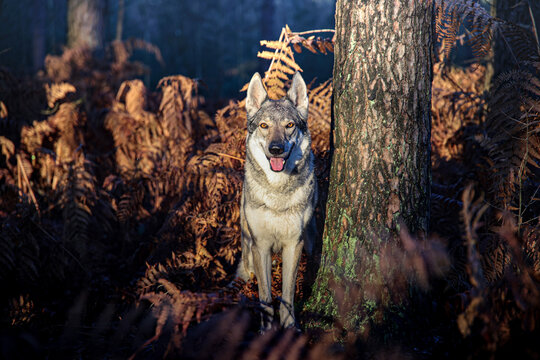 Tschechoslowakischer Wolfhund im Wald. 