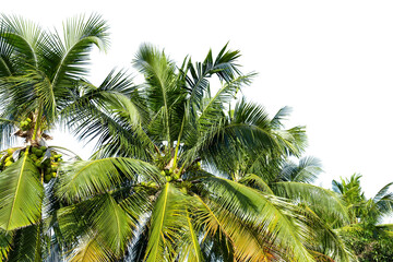 Fototapeta na wymiar Line up of coconut tree isolated on white background.