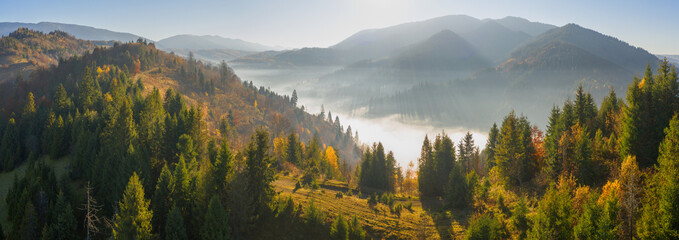 Autumn deciduous forest top view, natural background or texture.