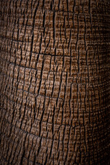 Bark of a Palm Tree Close Up