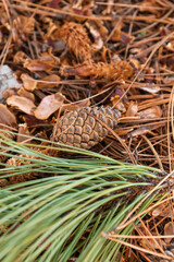 Beautiful pine cone and fir branch in forest