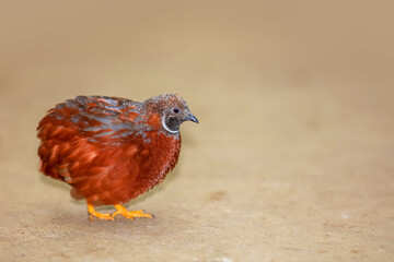 Close up shot of Button Quail on the ground