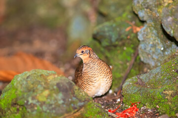 Button quail bird in the middle of rocks