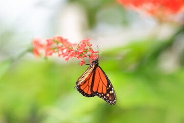 Monarch butterfly collecting pollen on wildflowers