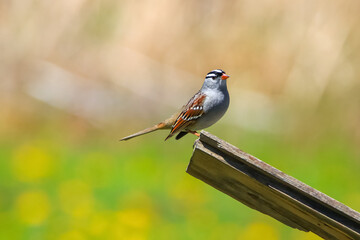 White crowned sparrow on a wooden post