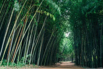 Foto op Canvas Juknokwon green bamboo forest road in Damyang, Korea © Sanga