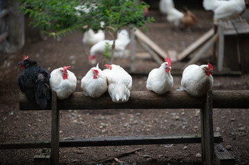a black rooster sits on the end of a bench filled with white hens on a farm