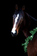 Portrait of a brown trotter horse in a festive christmas setting in front of a black background