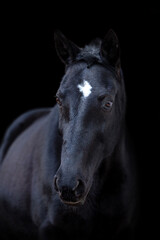 Portrait of a black trotter horse in front of a black background