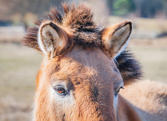 Fototapeta premium Close up of a horse's face under the sun in autumn