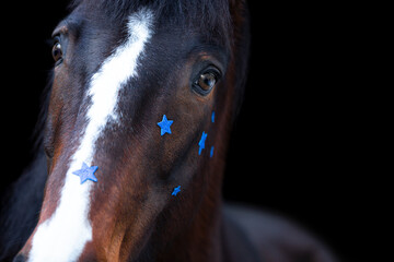 Portrait of a brown trotter horse in a festive christmas setting in front of a black background