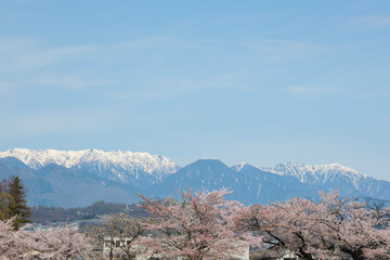 長野県松本市街地から眺める、青空の下の北アルプスと川土手に咲く満開の桜並木