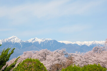 長野県松本市の弘法山古墳の春の満開の桜と北アルプス