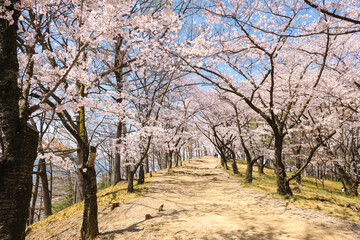 長野県松本市の弘法山古墳の春の満開の桜