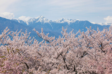 長野県松本市の弘法山古墳の春の満開の桜と北アルプス