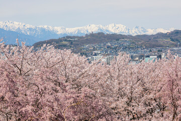 長野県松本市の弘法山古墳の春の満開の桜と北アルプス