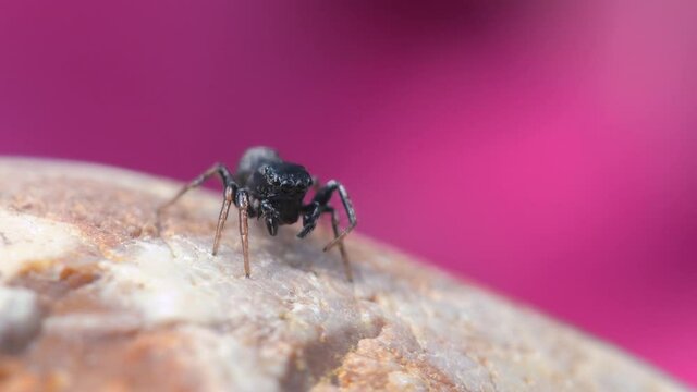 Male of Copper Sun Jumper or Copper Sun-jumper, Jumping Spider, Heliophanus cupreus in his environment