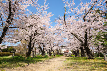 Fototapeta na wymiar 青空の下の満開の桜並木に桜の花が舞う