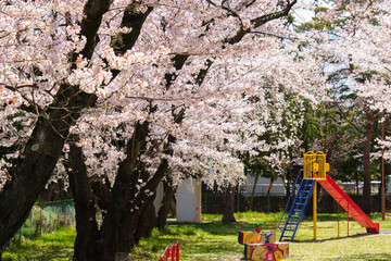 春の晴れた日の満開の桜が咲く無人の近所の小さな公園