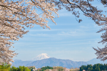 春の里山から眺める青空の下の富士山