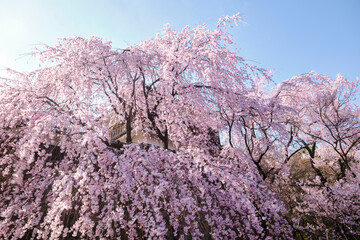 長野県上田市街地に建つ、上田城跡公園の満開の桜
