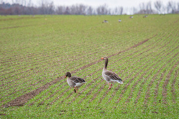 Obraz na płótnie Canvas Two ducks in a sown field