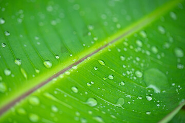 Naklejka premium banana leaf with water drops texture