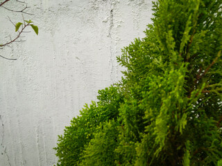 green ivy on wall, nature photography, gardening background 