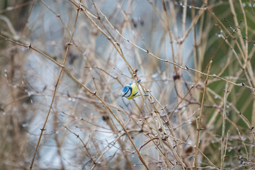 Eurasian blue tit perched on a branch in winter 