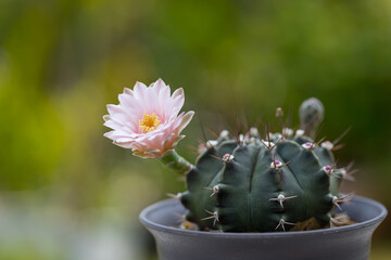 Close-up Cactus (Gymno) Pink Flower is blooming flower