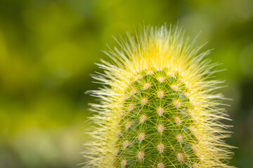 Little Cactus plant with nature background